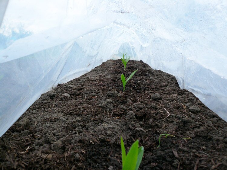 sweetcorn-under-plastic Sweetcorn under plastic