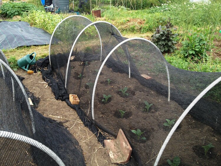young cauliflowers under nets
