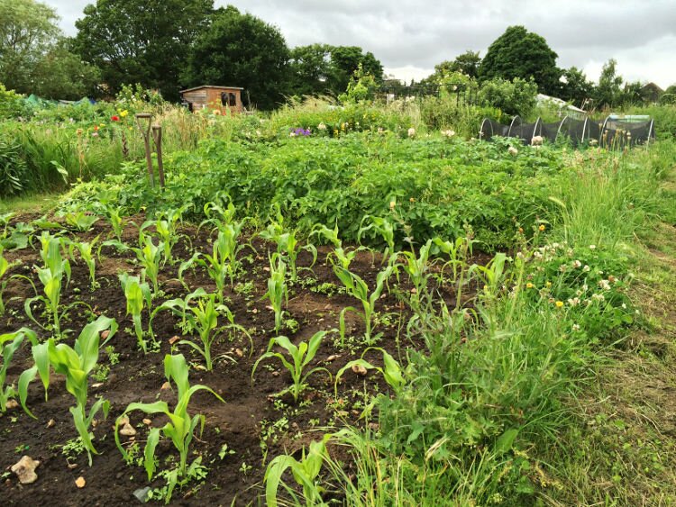 sweetcorn seedlings